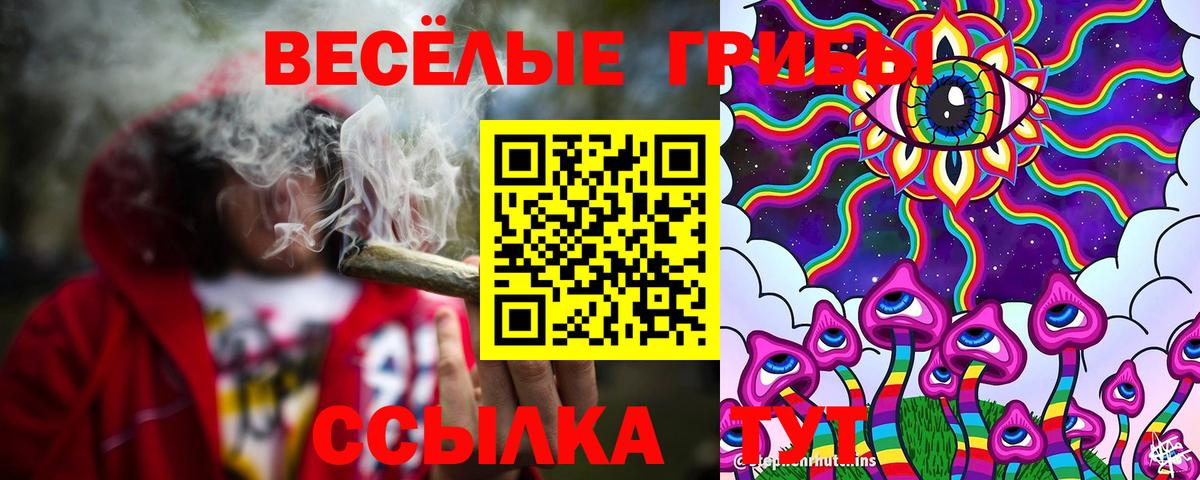 Кингисепп  где купить наркоту  Вход с VPN  Галлюциногенные грибы Psilocybe 